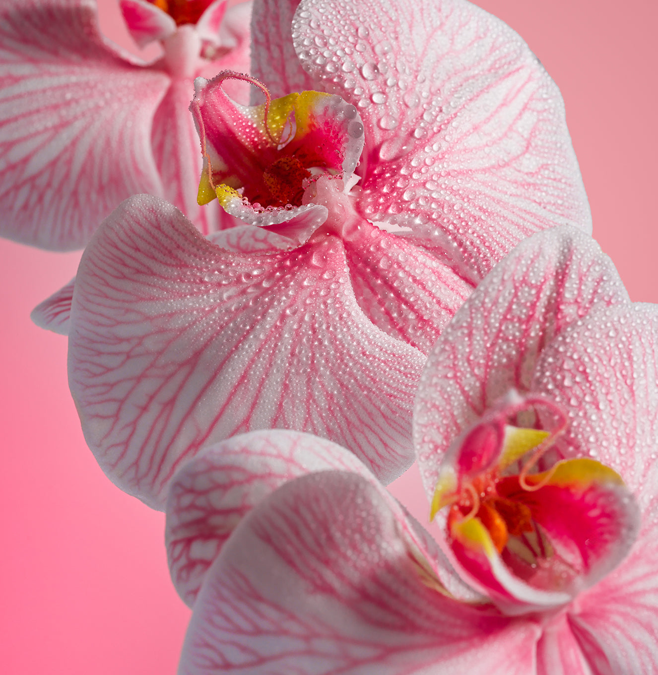 Pink Beach - Shimmering Body Oil
