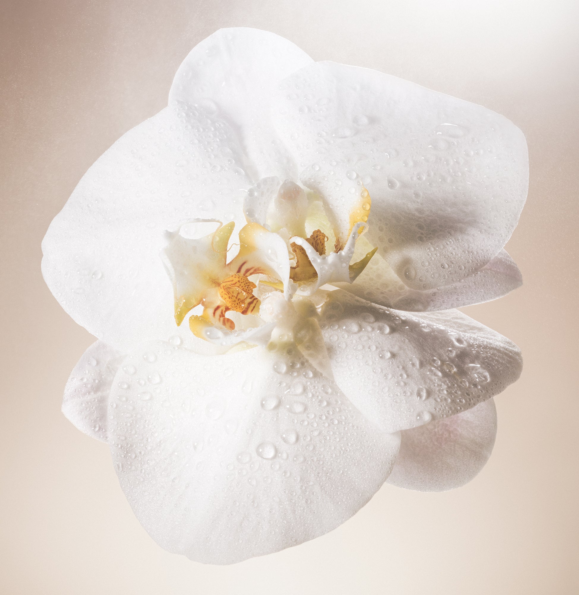 Salt Water Vanilla - Body Mist