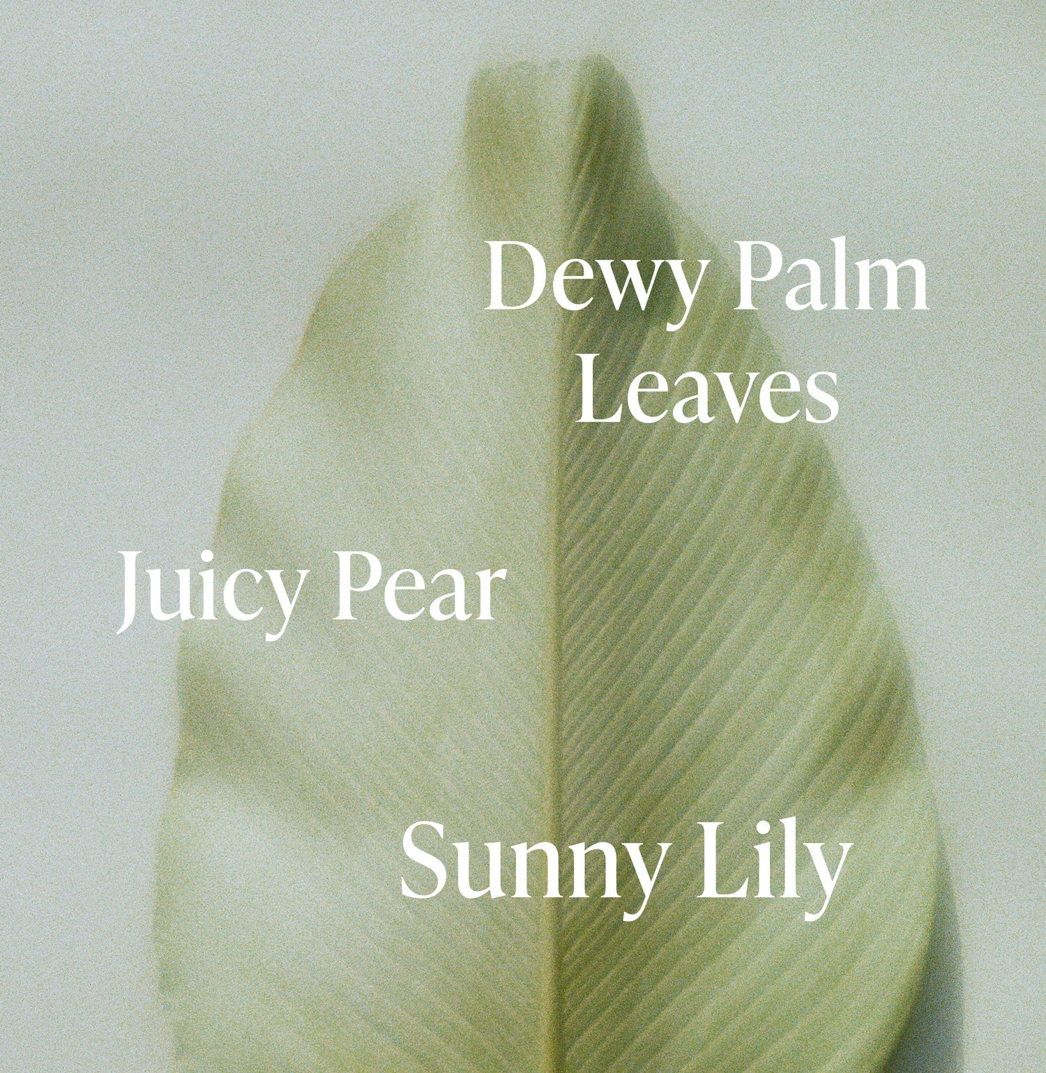 Lush Greens - Body Wash